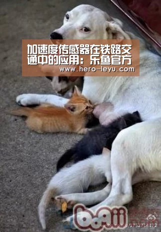 加速度传感器在铁路交通中的应用:乐鱼官方网站地址(图1) 乐鱼极致竞技体验